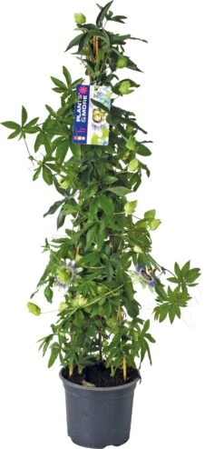 Passiebloem (Passiflora Caerulea) D 19 H 70 Cm