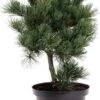 Witte Den (Pinus Parviflora 'Negishi') D 26 H 50 Cm -Talen Tools Winkel 2087818036511 1