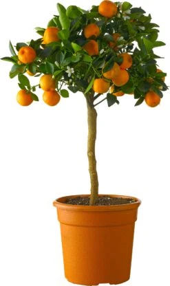 Mandarijnboom (Citrus Sinensis 'Calamondin') D 20 H 70 Cm