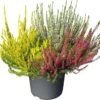 Struikheide (Calluna Vulgare 'Beauty Lady') D 17 H 25 Cm -Talen Tools Winkel 4011261021860
