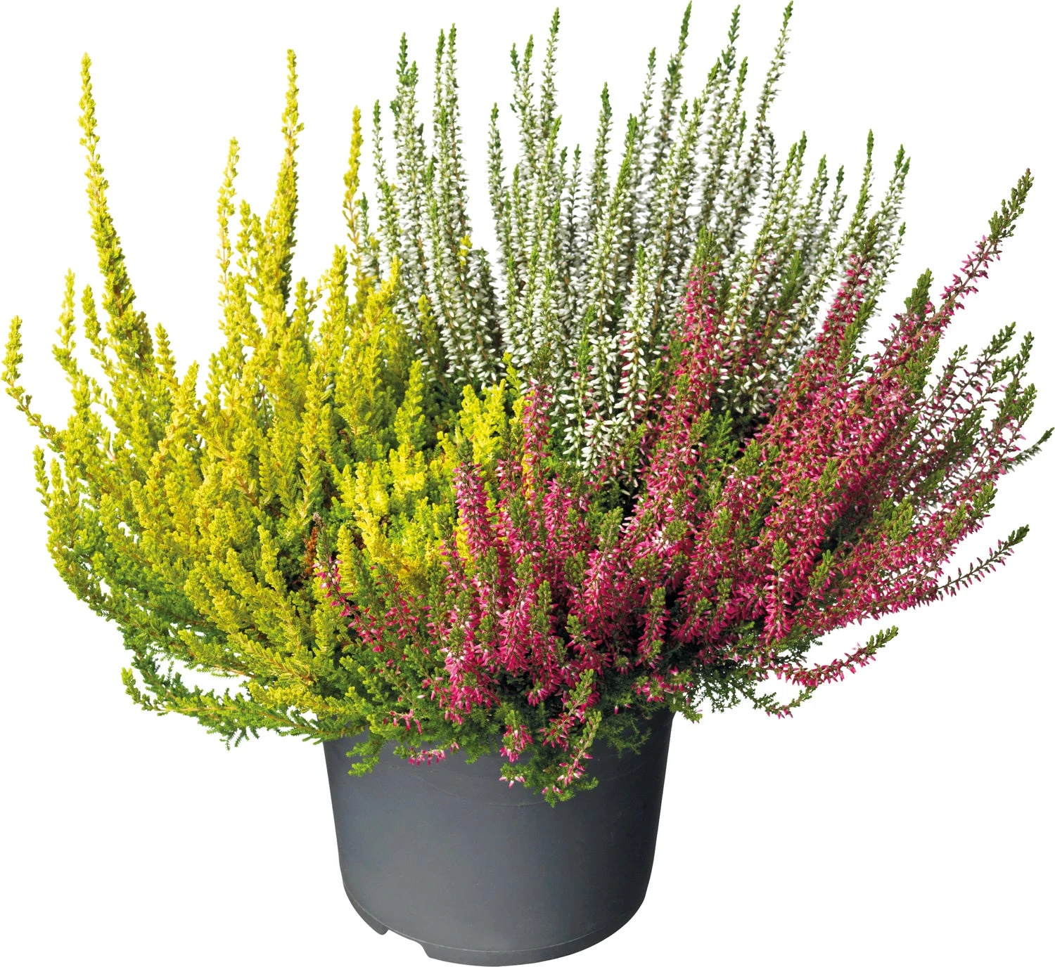 Struikheide (Calluna Vulgare 'Beauty Lady') D 17 H 25 Cm 3 Struikheide (Calluna Vulgare 'Beauty Lady') D 17 H 25 Cm