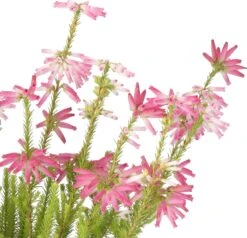 Winterheide (Erica Verticulata) D 12 H 25 Cm -Talen Tools Winkel 4011261131262 2