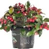 Bergthee (Gaultheria Procumbens) D 13 H 10 Cm 2 Bergthee (Gaultheria Procumbens) D 13 H 10 Cm -Talen Tools Winkel 4260296540017
