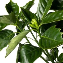 Broodboom (Aucuba Japonica 'Rozanie') D 26 H 60 Cm