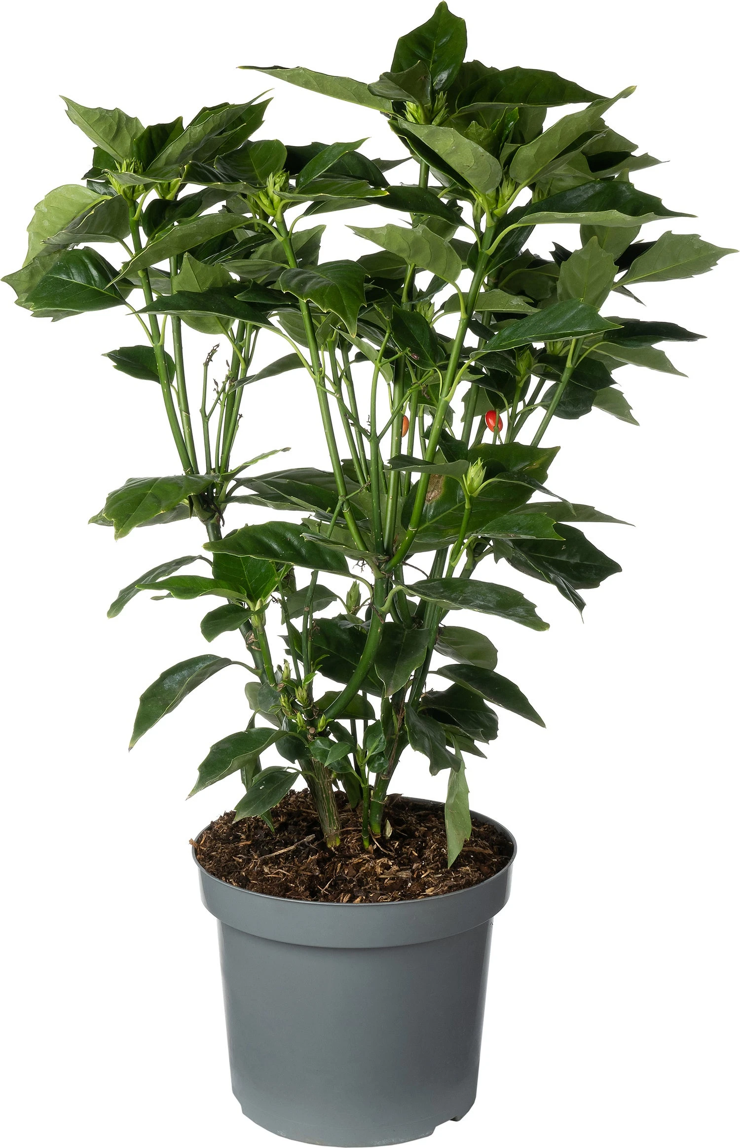 Broodboom (Aucuba Japonica 'Rozanie') D 26 H 60 Cm 4 Broodboom (Aucuba Japonica 'Rozanie') D 26 H 60 Cm - Afbeelding 2