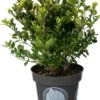 Japanse Hulst (Ilex Crenata 'Dark Green') D 14 H 20 Cm -Talen Tools Winkel 8710500100200 0