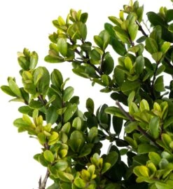 Japanse Hulst (Ilex Crenata 'Dark Green') D 14 H 20 Cm -Talen Tools Winkel 8710500100200 1