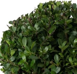 Japanse Hulst In Bolvorm (Ilex Crenata 'Dark Green') D 19 H 20 Cm -Talen Tools Winkel 8710512032001 1