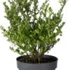 Japanse Hulst (Ilex Crenata 'Dark Green') D 23 H 40 Cm 2 Japanse Hulst (Ilex Crenata 'Dark Green') D 23 H 40 Cm -Talen Tools Winkel 8710513023053 0