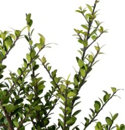 Japanse Hulst (Ilex Crenata 'Dark Green') D 23 H 40 Cm -Talen Tools Winkel 8710513023053 1