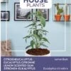 Buzzy House Plants Kamerplantenzaad Citroen Eucalyptus (Eucalyptus Citriodora) 1 Buzzy House Plants Kamerplantenzaad Citroen Eucalyptus (Eucalyptus Citriodora) -Talen Tools Winkel 8711117840138
