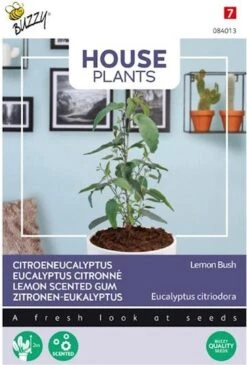Buzzy House Plants Kamerplantenzaad Citroen Eucalyptus (Eucalyptus Citriodora)