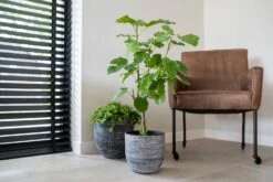 TS Bloempot Cas Antraciet D 15 H 13 Cm -Talen Tools Winkel 8711355851903 3