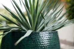 TS Bloempot Thom Donkergroen D 54 H 44 Cm -Talen Tools Winkel 8711355856816 3