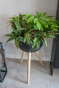 TS Bloempot Belia Op Poten Zwart D 38 H 66 Cm -Talen Tools Winkel 8711355857103 4