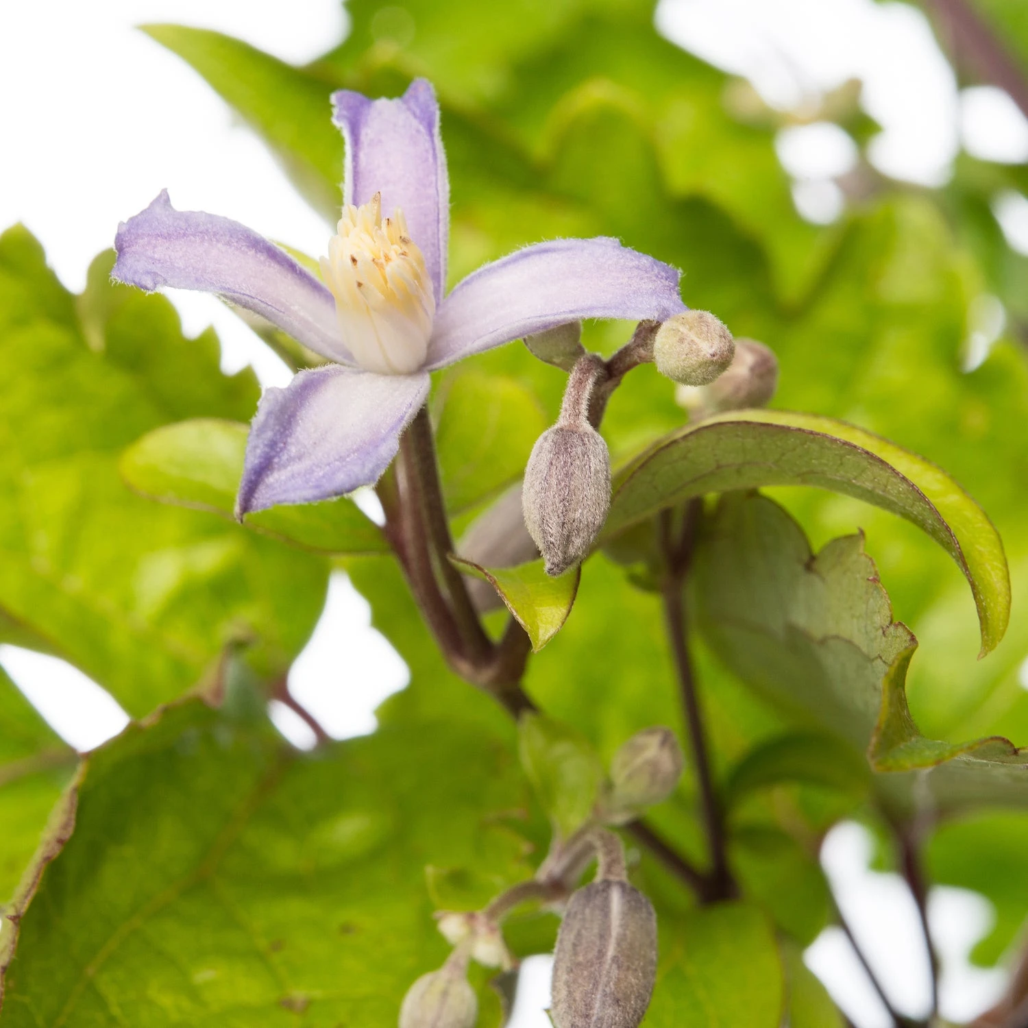 Clematis (Clematis 'Preacox') D 11 H 10 Cm 4 Clematis (Clematis 'Preacox') D 11 H 10 Cm - Afbeelding 2