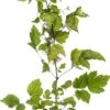 Clematis (Clematis 'Preacox') D 11 H 10 Cm 1 Clematis (Clematis 'Preacox') D 11 H 10 Cm -Talen Tools Winkel 8712044019130 3 1