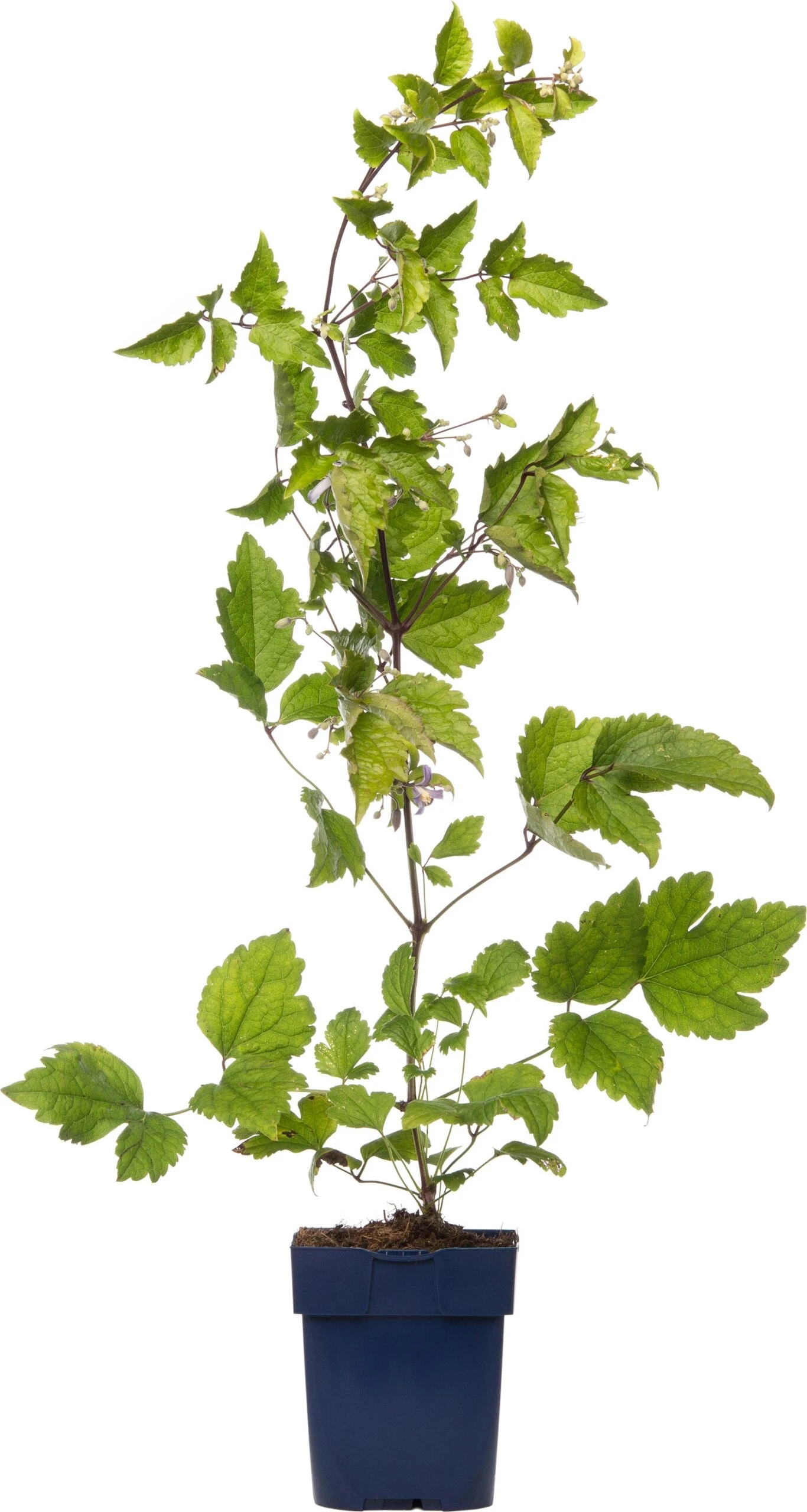 Clematis (Clematis 'Preacox') D 11 H 10 Cm 3 Clematis (Clematis 'Preacox') D 11 H 10 Cm