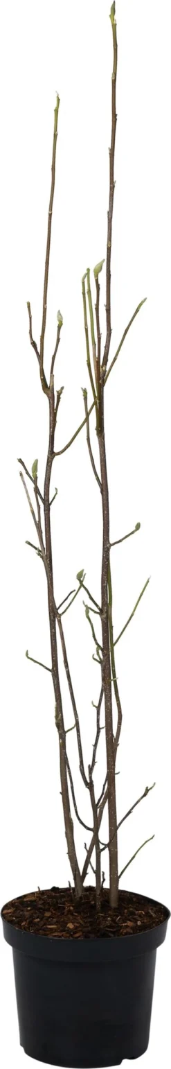 Magnolia (Magnolia Liliiflora 'Nigra') D 27 H 80 Cm