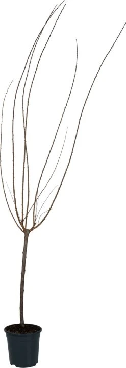 Amandelboompje Op Stam (Prunus Triloba) D 23 H 160 Cm