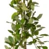 Treurwilg (Salix Caprea 'Kilmarnock') D 19 H 90 Cm -Talen Tools Winkel 8712044487533