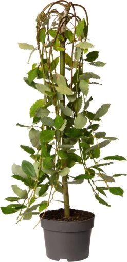 Treurwilg (Salix Caprea 'Kilmarnock') D 19 H 90 Cm