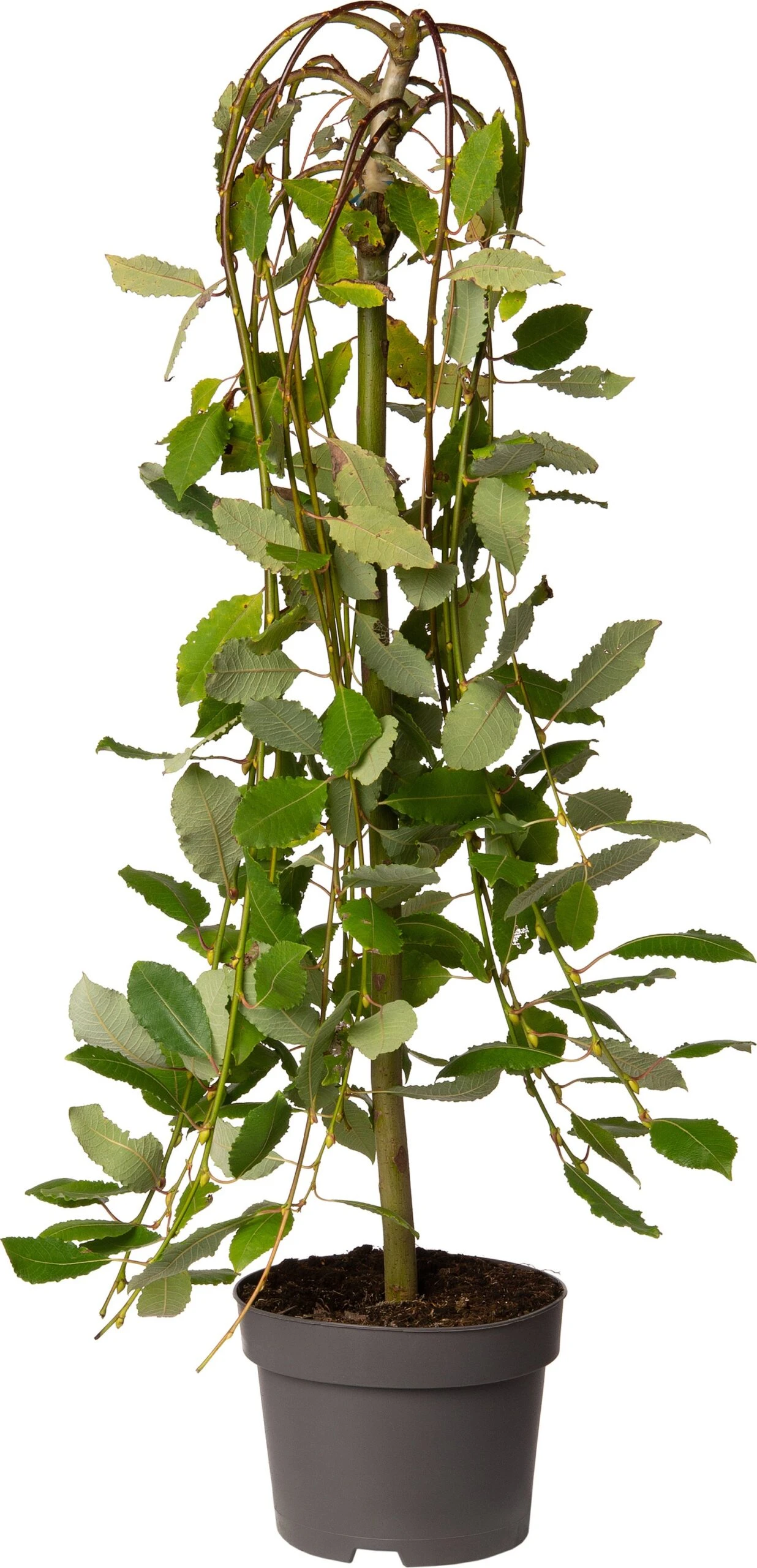Treurwilg (Salix Caprea 'Kilmarnock') D 19 H 90 Cm 3 Treurwilg (Salix Caprea 'Kilmarnock') D 19 H 90 Cm