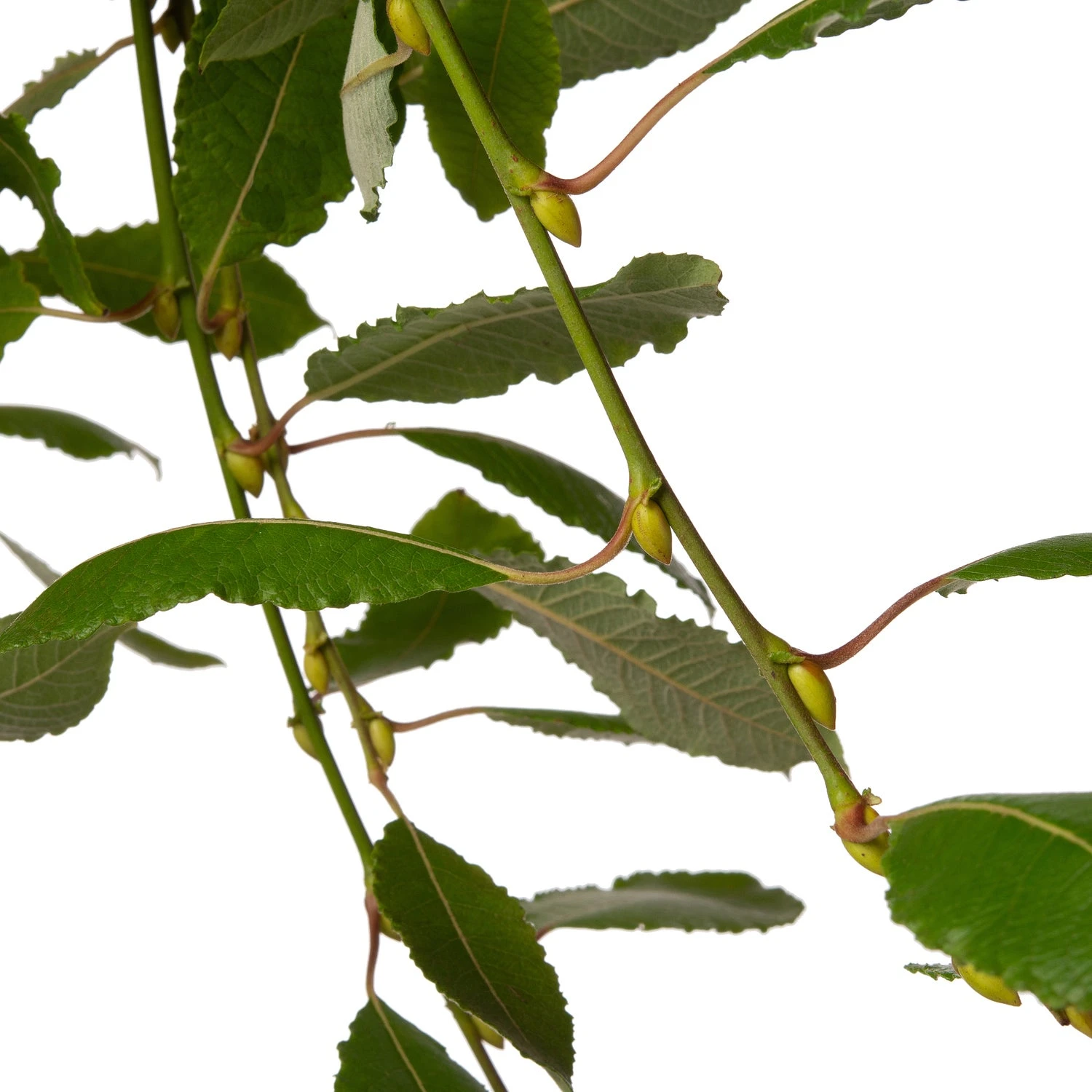 Treurwilg (Salix Caprea 'Kilmarnock') D 19 H 90 Cm 4 Treurwilg (Salix Caprea 'Kilmarnock') D 19 H 90 Cm - Afbeelding 2