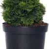 Dwergcipres (Chamacyparis 'Nana Gracilis') D 17 H 20 Cm 2 Dwergcipres (Chamacyparis 'Nana Gracilis') D 17 H 20 Cm -Talen Tools Winkel 8712044589084 1