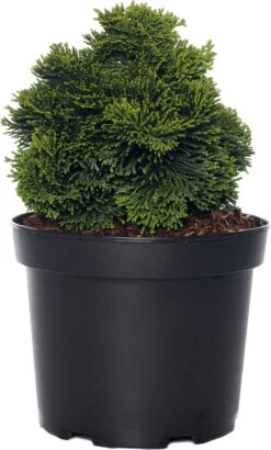 Dwergcipres (Chamacyparis 'Nana Gracilis') D 17 H 20 Cm