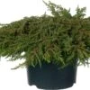 Jeneverbes (Juniperus Communis 'Green Carpet') D 23 H 25 Cm -Talen Tools Winkel 8712044599595 0