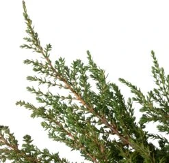 Jeneverbes (Juniperus Communis 'Green Carpet') D 23 H 25 Cm -Talen Tools Winkel 8712044599595 1