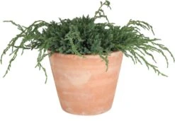 Jeneverbes (Juniperus Squamata 'Blue Carpet') D 23 H 35 Cm