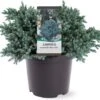Jeneverbes (Juniperus Squamata 'Blue Star') D 23 H 30 Cm -Talen Tools Winkel 8712044608570 1