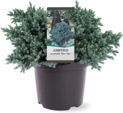 Jeneverbes (Juniperus Squamata 'Blue Star') D 23 H 30 Cm