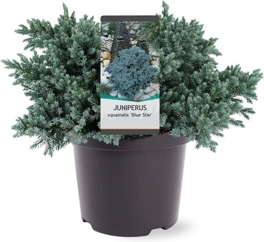 Jeneverbes (Juniperus Squamata 'Blue Star') D 23 H 30 Cm 3 Jeneverbes (Juniperus Squamata 'Blue Star') D 23 H 30 Cm