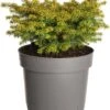 Fijnspar (Picea Abies 'Little Gem') D 17 H 15 Cm -Talen Tools Winkel 8712044614151 1