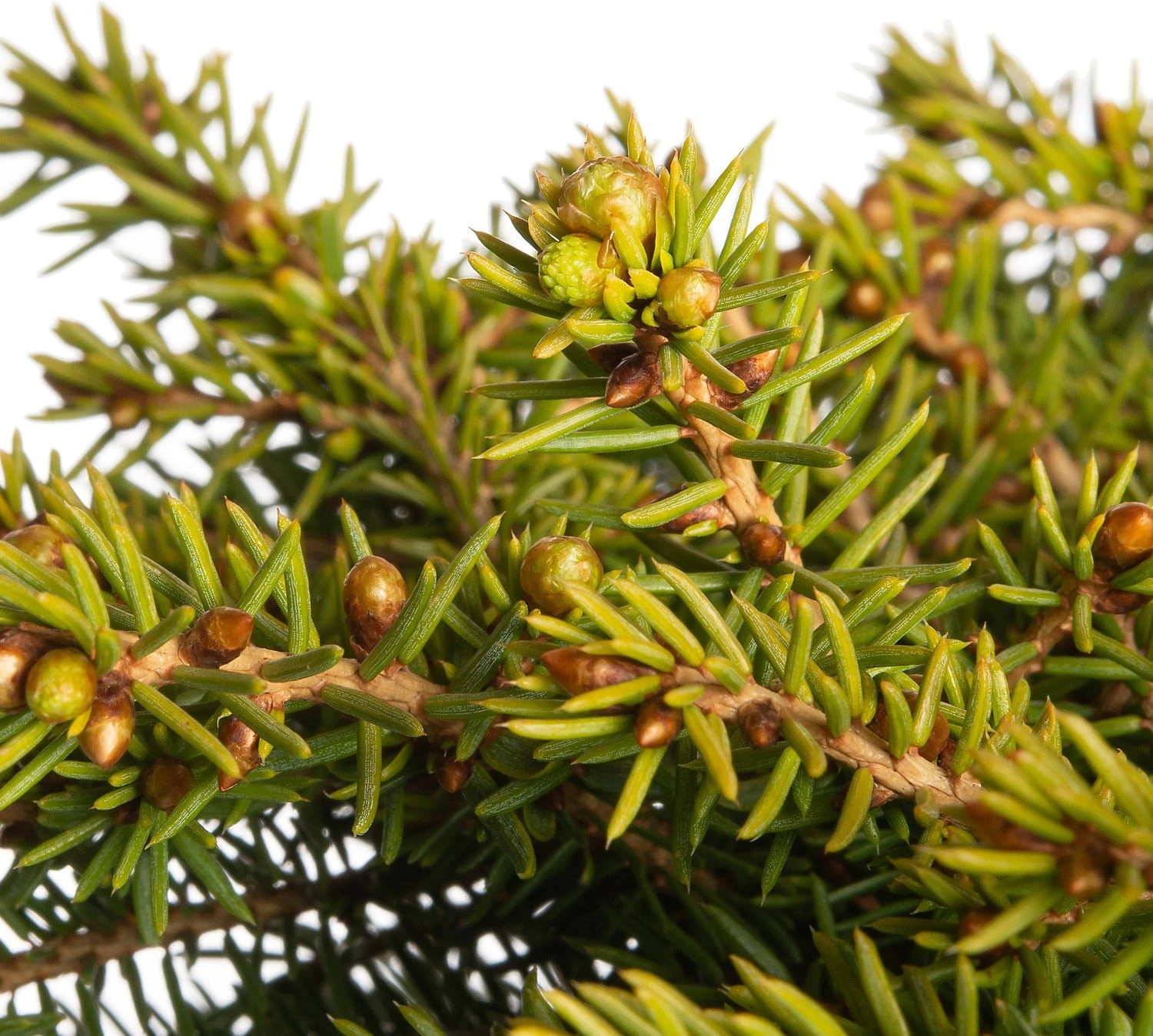 Fijnspar (Picea Abies 'Little Gem') D 17 H 15 Cm 4 Fijnspar (Picea Abies 'Little Gem') D 17 H 15 Cm - Afbeelding 2