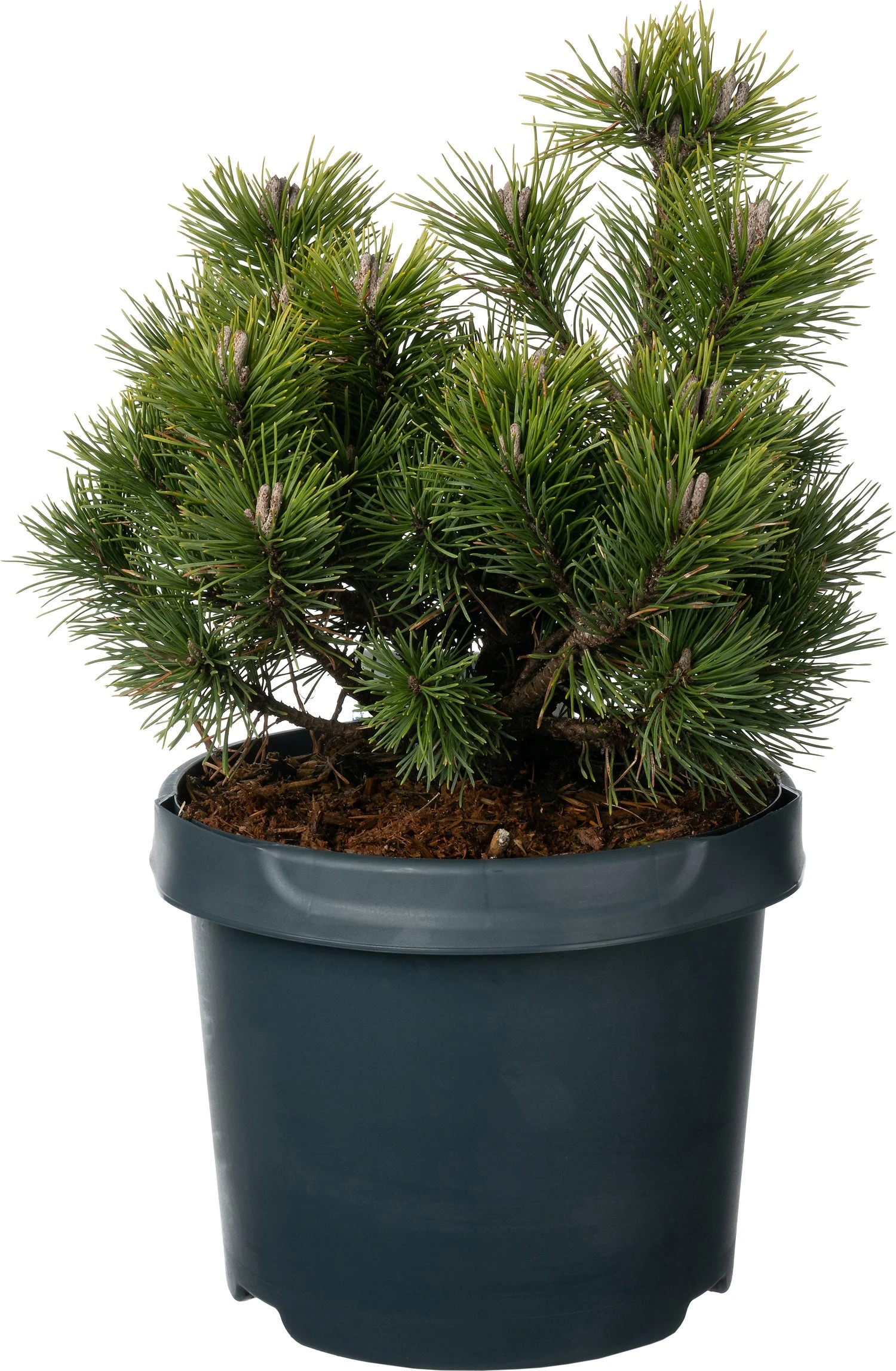 Bergden (Pinus Mugo 'Mops') D 23 H 30 Cm 3 Bergden (Pinus Mugo 'Mops') D 23 H 30 Cm