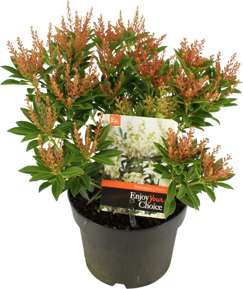 Rotsheide (Pieris Japonica 'Debutante') D 17 H 20 Cm 4 Rotsheide (Pieris Japonica 'Debutante') D 17 H 20 Cm - Afbeelding 2