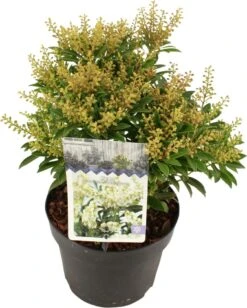 Rotsheide (Pieris Japonica 'Debutante') D 17 H 20 Cm 9 Rotsheide (Pieris Japonica 'Debutante') D 17 H 20 Cm -Talen Tools Winkel 8712044841540 3