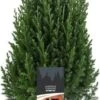 Jeneverbes (Juniperus Chinensis 'Stricta') D 19 H 70 Cm 2 Jeneverbes (Juniperus Chinensis 'Stricta') D 19 H 70 Cm -Talen Tools Winkel 8712044841908