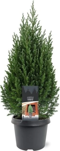 Jeneverbes (Juniperus Chinensis 'Stricta') D 19 H 70 Cm