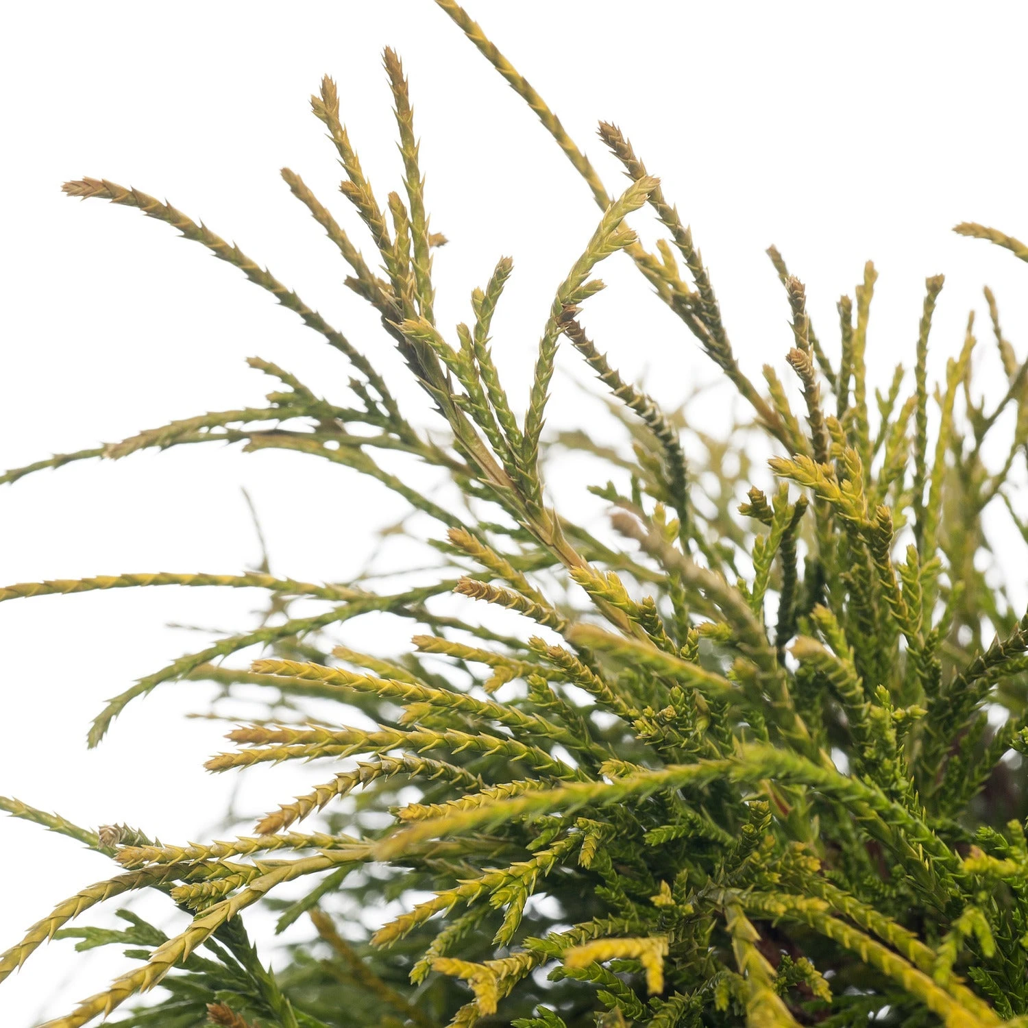 Dwergcipres (Chamaecyparis Pisifera 'Sungold') D 17 H 20 Cm 4 Dwergcipres (Chamaecyparis Pisifera 'Sungold') D 17 H 20 Cm - Afbeelding 2