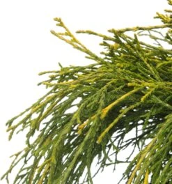 Dwergcipres (Chamaecyparis Pisifera 'Sungold') D 17 H 20 Cm 7 Dwergcipres (Chamaecyparis Pisifera 'Sungold') D 17 H 20 Cm -Talen Tools Winkel 8712044842561 2 1