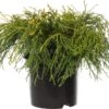 Dwergcipres (Chamaecyparis Pisifera 'Sungold') D 17 H 20 Cm -Talen Tools Winkel 8712044842561 3 1