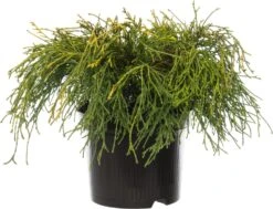 Dwergcipres (Chamaecyparis Pisifera 'Sungold') D 17 H 20 Cm