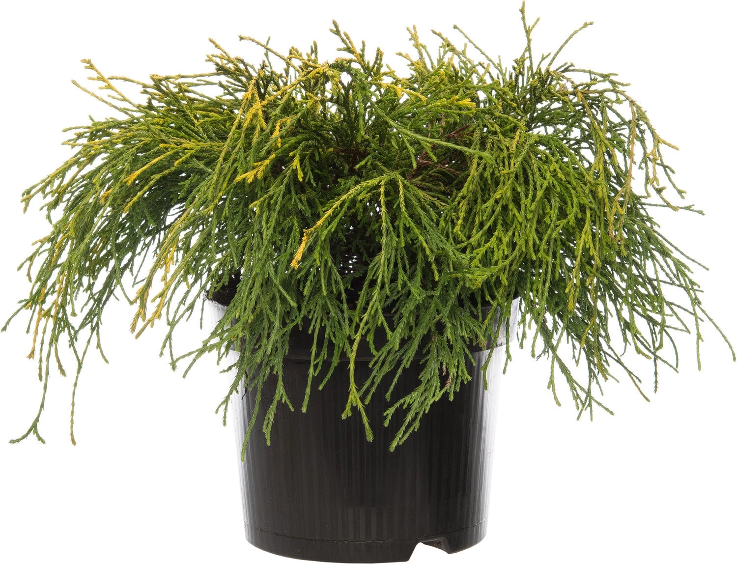 Dwergcipres (Chamaecyparis Pisifera 'Sungold') D 17 H 20 Cm 3 Dwergcipres (Chamaecyparis Pisifera 'Sungold') D 17 H 20 Cm