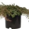 Jeneverbes (Juniperus Communis 'Green Carpet') D 17 H 20 Cm -Talen Tools Winkel 8712044842615 2 1