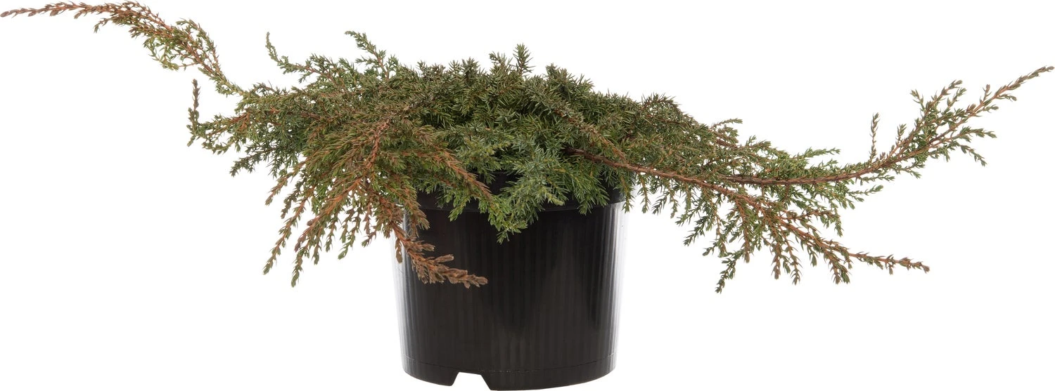 Jeneverbes (Juniperus Communis 'Green Carpet') D 17 H 20 Cm 3 Jeneverbes (Juniperus Communis 'Green Carpet') D 17 H 20 Cm